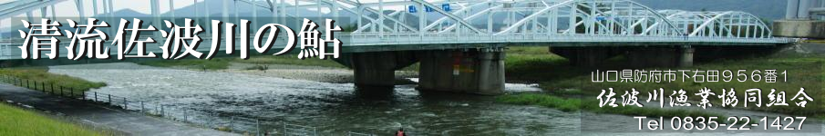 清流佐波川は天然遡上鮎が釣れます。佐波川漁業協同組合公式サイト