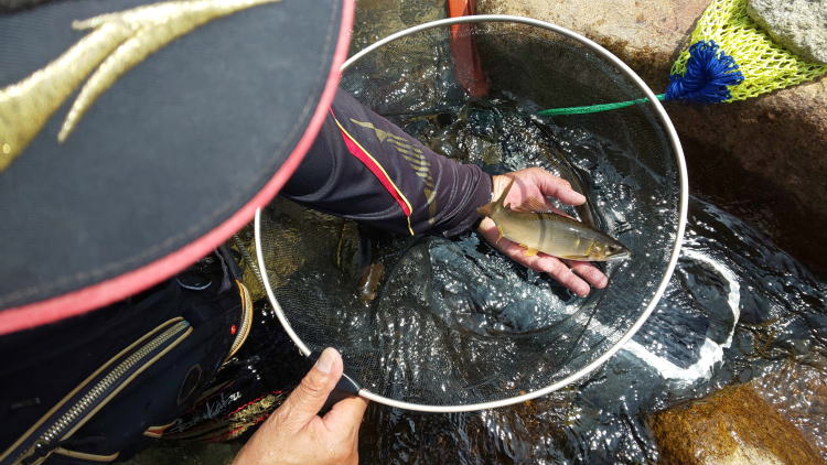 佐波川の王鮎に感動感激２７センチに浸る