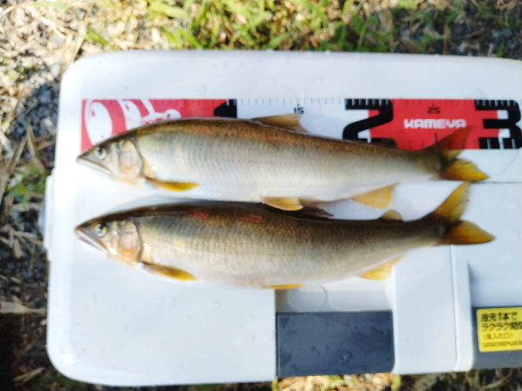 佐波川の鮎９月に釣れた大鮎25.5センチ