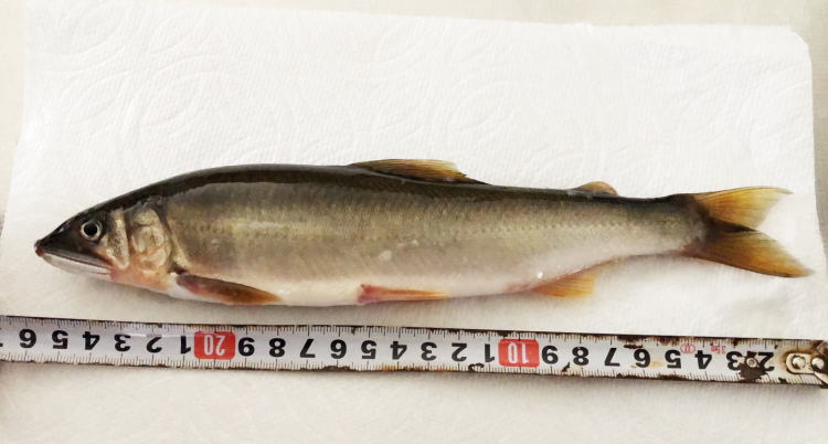 佐波川の大鮎・9月に釣れた26センチの鮎