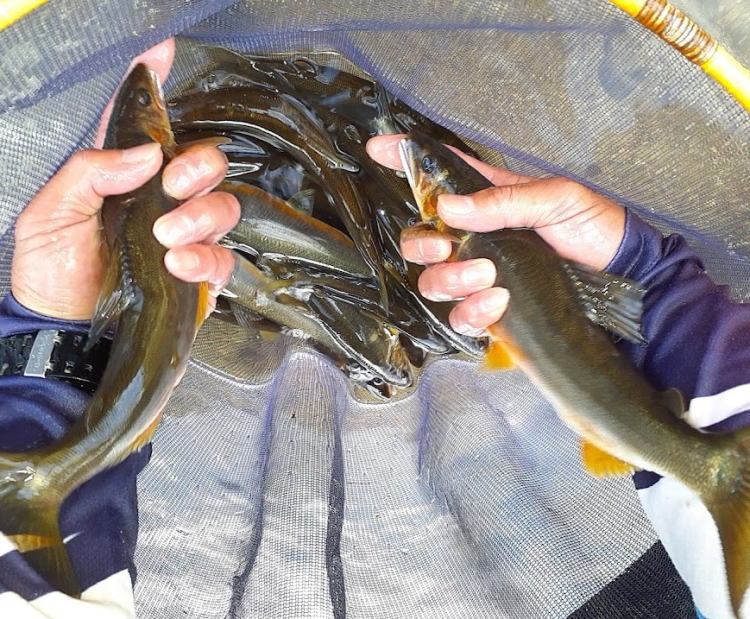佐波川10月友釣りで捉えた28センチ級の大鮎