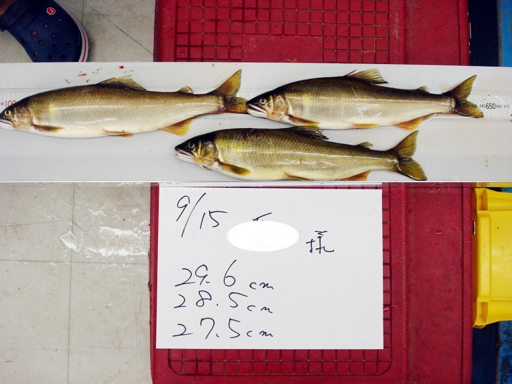 佐波川の大鮎3匹長寸と29センチ6ミリ