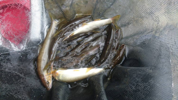 佐波川９月下旬堀で釣れた大鮎１３匹
