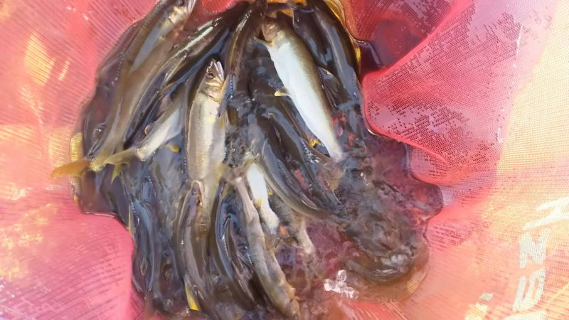 佐波川８月の釣果、増水後の釣果復活の兆し