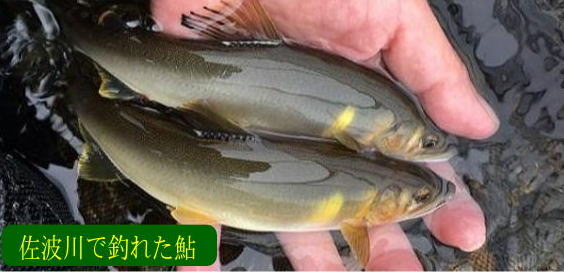 佐波川で釣れた綺麗な鮎